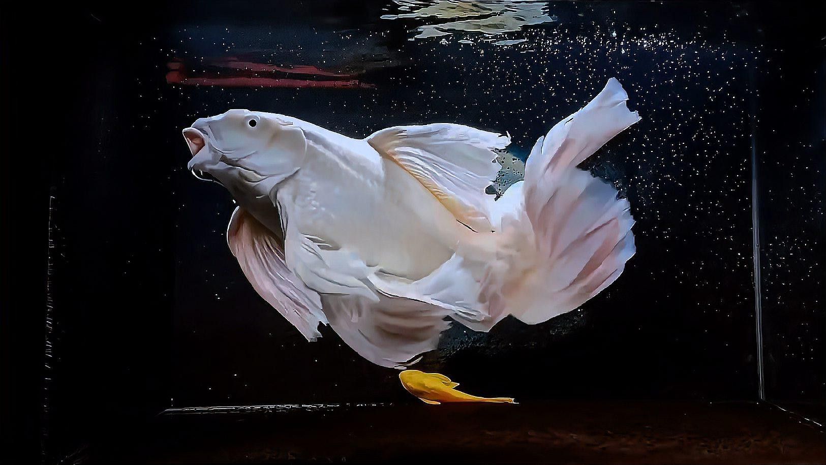 短身龍魚價格是多少？ 短身龍魚價格是多少？ 龍魚百科 第12張