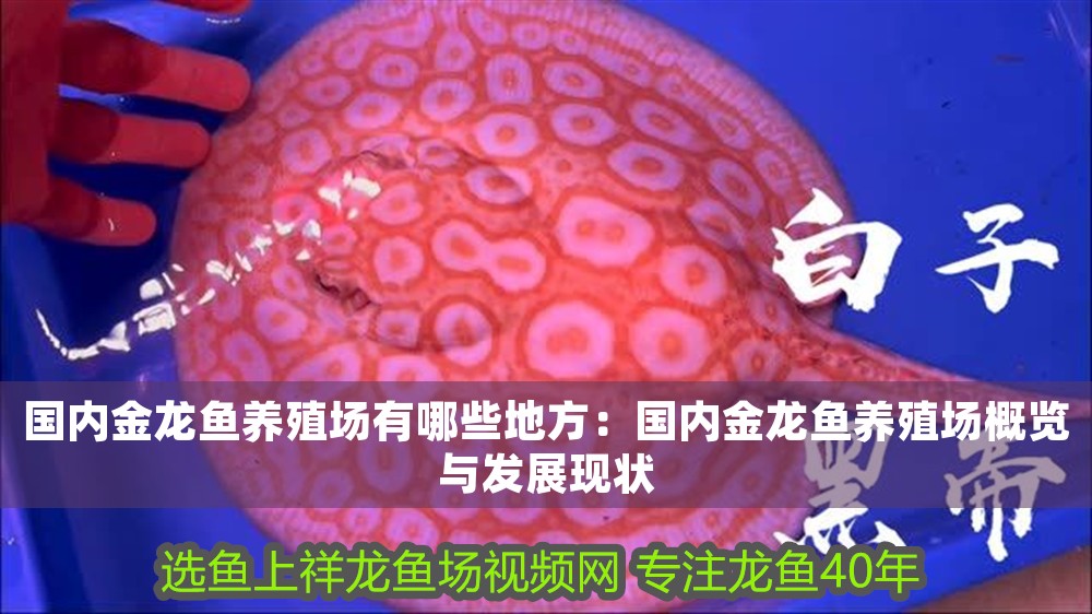 國內金龍魚養殖場有哪些地方：國內金龍魚養殖場概覽與發展現狀