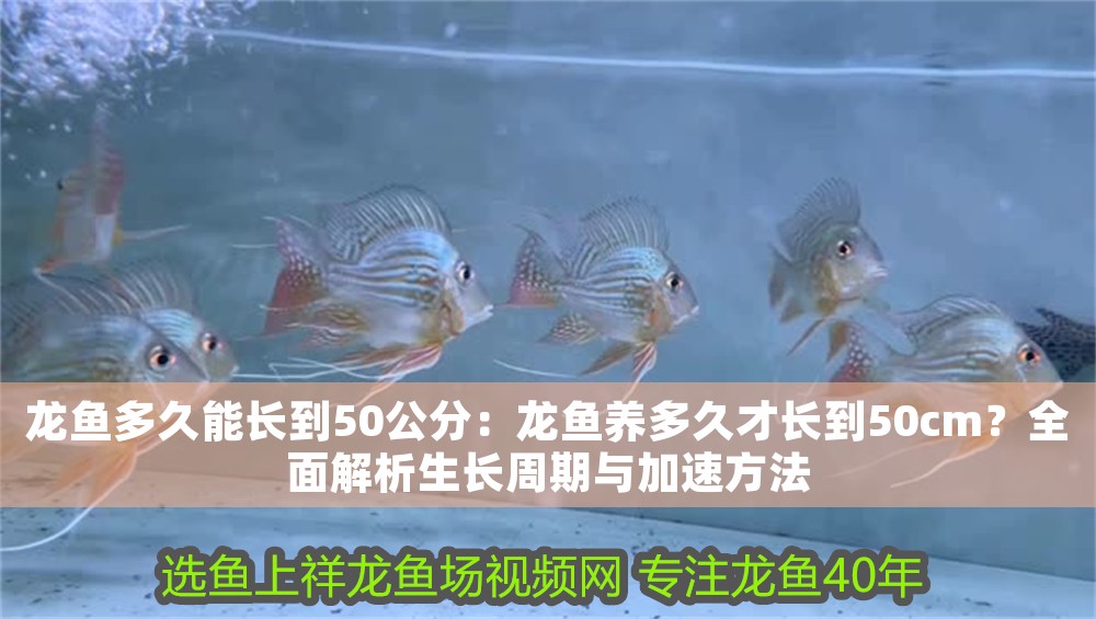 龍魚多久能長(zhǎng)到50公分：龍魚養(yǎng)多久才長(zhǎng)到50cm？全面解析生長(zhǎng)周期與加速方法