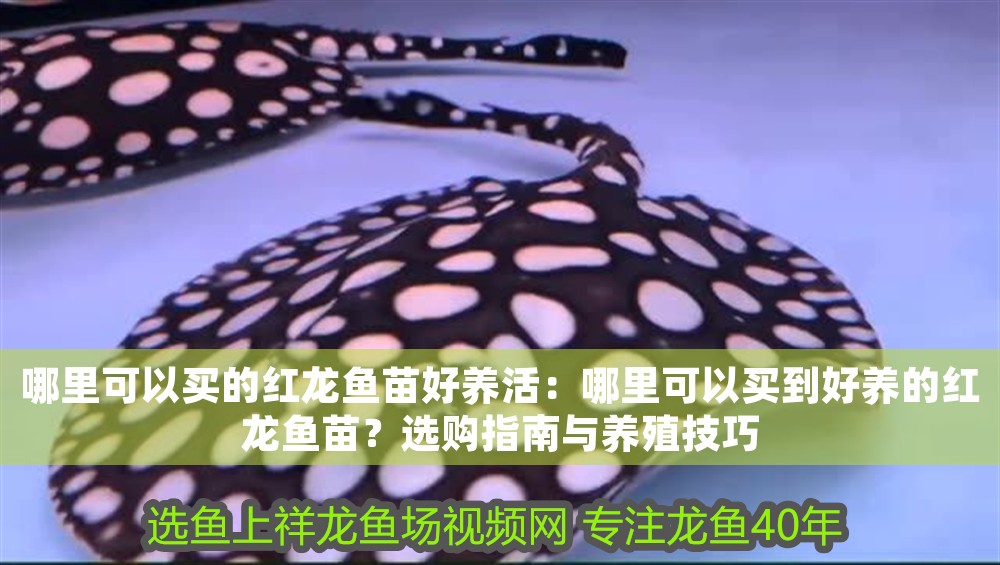 哪里可以買的紅龍魚苗好養活：哪里可以買到好養的紅龍魚苗？選購指南與養殖技巧