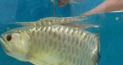 金龍魚嘴巴里有小魚 金龍魚嘴巴里有小魚 龍魚百科 第2張