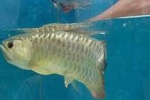 金龍魚嘴巴里有小魚 金龍魚嘴巴里有小魚 龍魚百科 第4張
