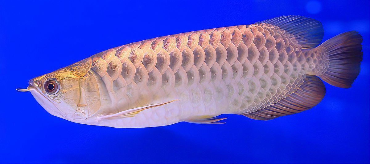 金龍魚嘴巴里有小魚 金龍魚嘴巴里有小魚 龍魚百科 第5張