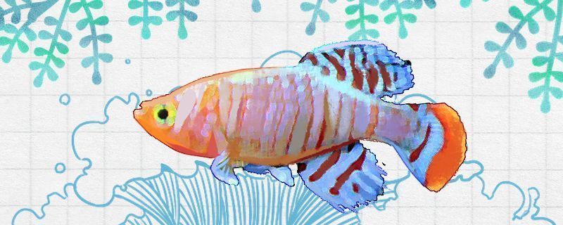 杰西卡恐龍魚（墨西哥鈍口螈的繁殖方式）