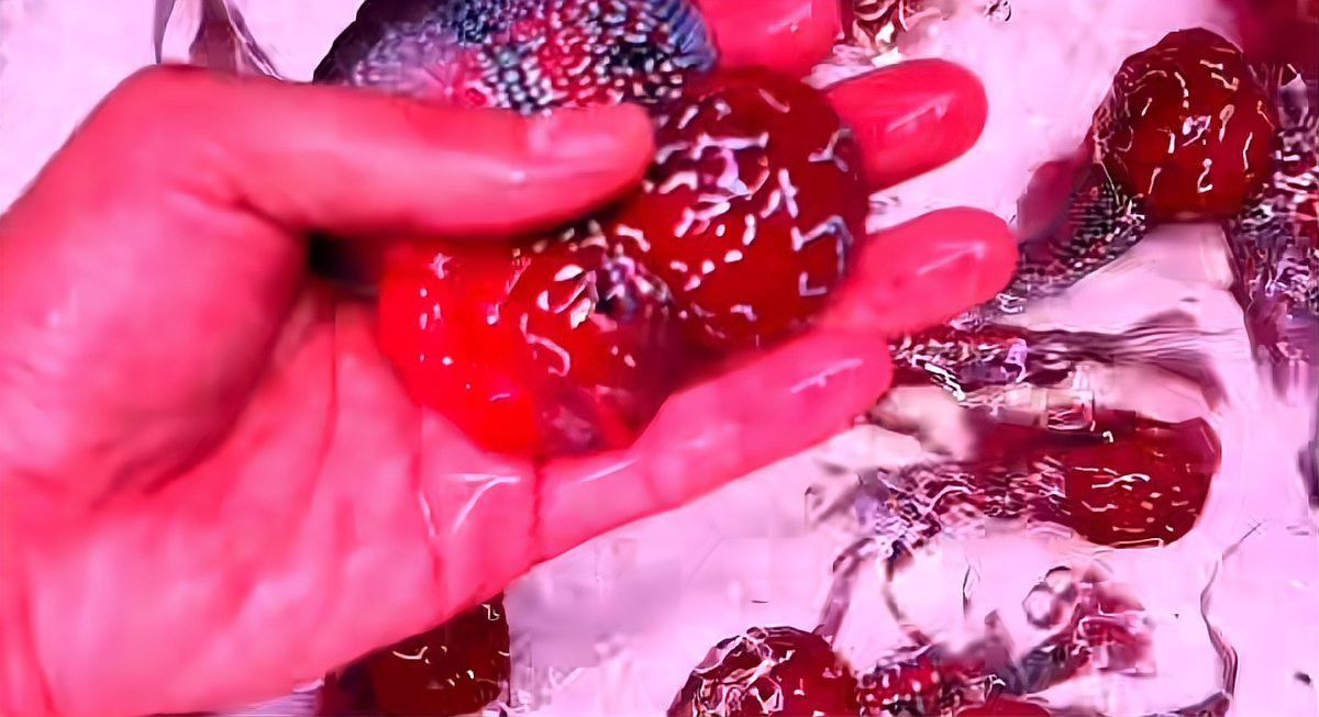 金龍魚會變色嗎是真的嗎