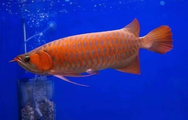 龍魚掛了（導致龍魚死亡的幾種原因） 龍魚掛了（導致龍魚死亡的幾種原因） 龍魚百科 第3張