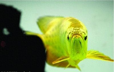 金龍魚魚鱗有一串點點【金龍魚魚鱗出現一串點點】 龍魚百科 第2張 金龍魚魚鱗有一串點點【金龍魚魚鱗出現一串點點】 金龍魚魚鱗有一串點點【金龍魚魚鱗出現一串點點】 龍魚百科 第2張