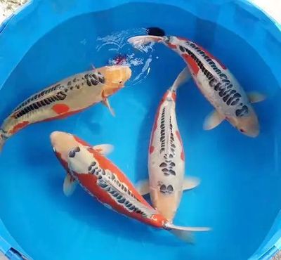 高端觀賞魚收藏價值探究:影響高端觀賞魚價格的主要因素 龍魚百科 第5張 高端觀賞魚收藏價值探究:影響高端觀賞魚價格的主要因素 高端觀賞魚收藏價值探究:影響高端觀賞魚價格的主要因素 龍魚百科 第5張