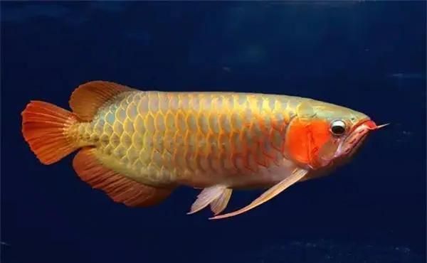 40cm金龍魚如何繁殖？