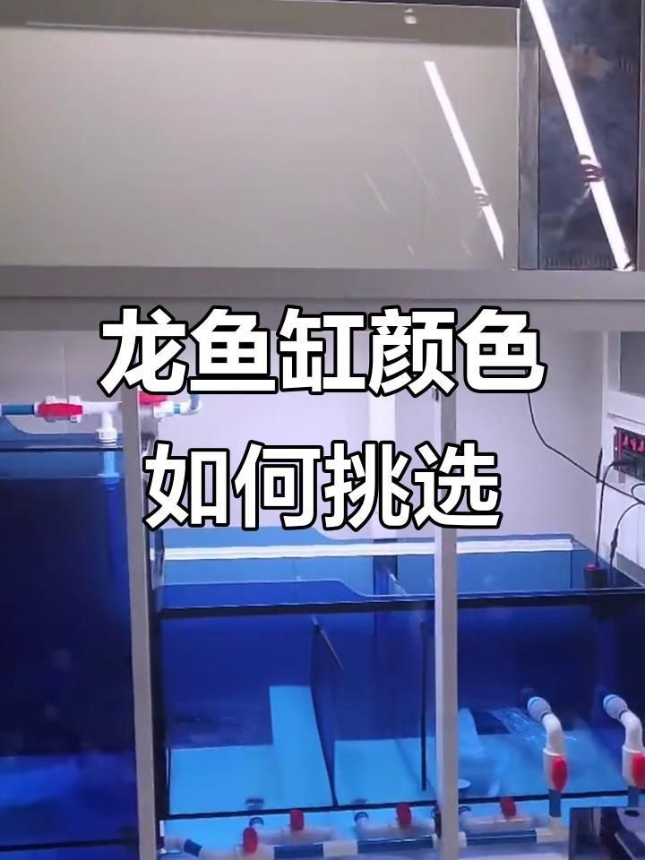 龍魚適合什么顏色背景