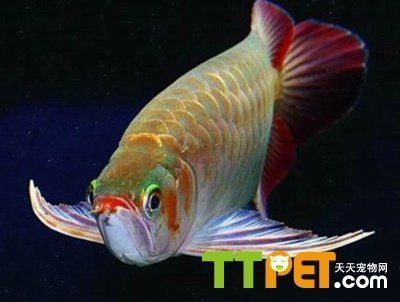 龍魚(yú)頭上有小白點(diǎn)是什么原因：龍魚(yú)頭上有小白點(diǎn)是什么原因引起的