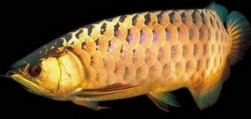 龍魚在魚缸底部游 龍魚在魚缸底部游 龍魚百科 第2張