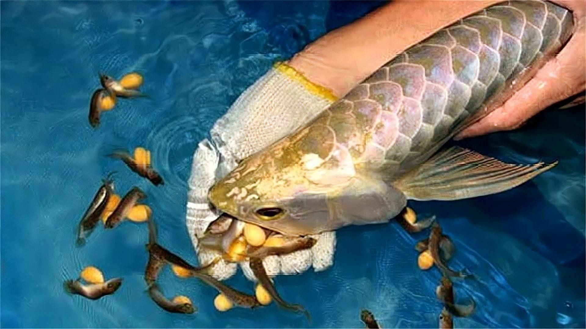 龍魚掰嘴視頻播放 龍魚掰嘴視頻播放 龍魚百科