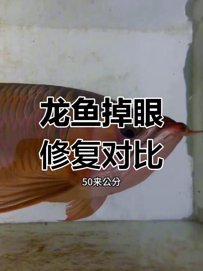 紅龍魚掉眼手術風險大嗎？