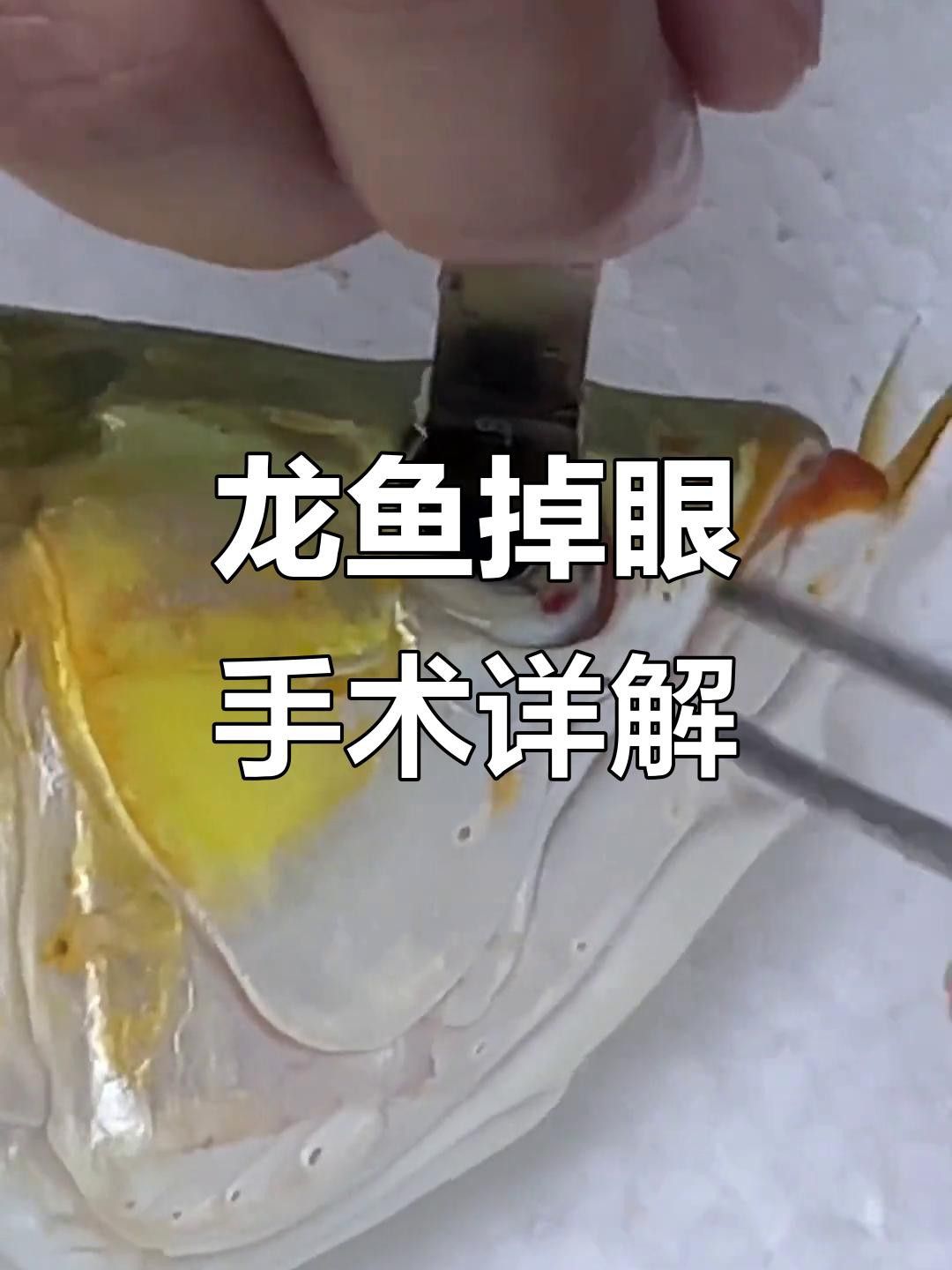 紅龍魚掉眼手術風險大嗎？
