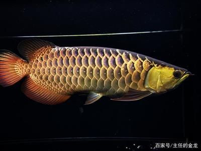 金龍魚界教父李亞四先生去世，“新加坡金龍魚繁殖場”仍在運營：“金龍魚界教父”李亞四去世，因租金拖欠被拍賣，種魚等待被拍賣