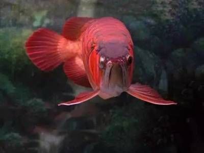 龍魚訓食教學（龍魚訓食成功案例分享,） 龍魚訓食教學（龍魚訓食成功案例分享,） 龍魚百科 第4張