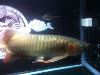 紅龍魚多少錢一個（紅龍魚價格一般多少錢一條） 紅龍魚多少錢一個（紅龍魚價格一般多少錢一條） 龍魚百科 第6張