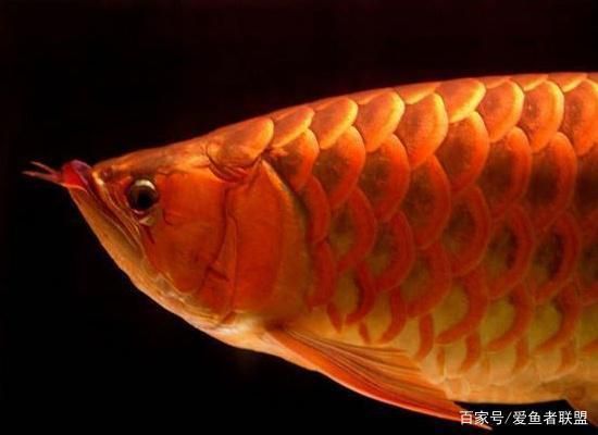 龍魚好丑，龍魚品種鑒賞指南，如何訓練龍魚互動，龍魚市場價格趨勢