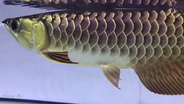 龍魚好丑，龍魚品種鑒賞指南，如何訓練龍魚互動，龍魚市場價格趨勢