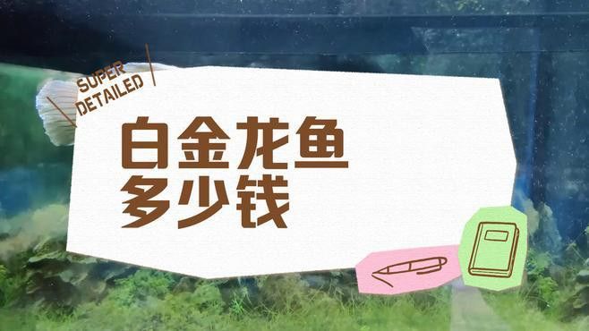 白金龍魚價格多少錢一條 白金龍魚價格多少錢一條 龍魚百科 第3張