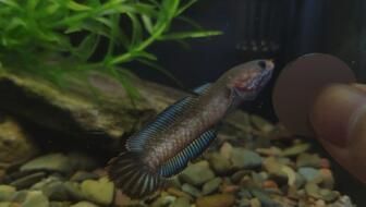 奶茶雷龍可以混養(yǎng)什么魚種：奶茶雷龍可以與多種魚類混養(yǎng)