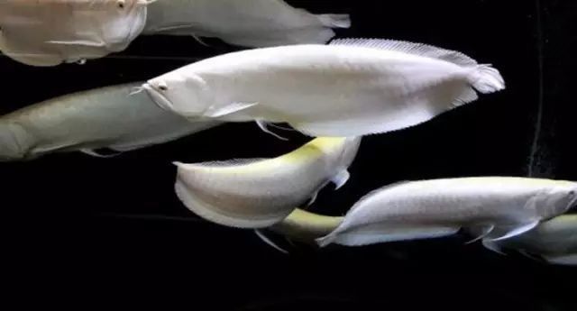 銀龍魚在中國香港、臺灣有何特殊意義？