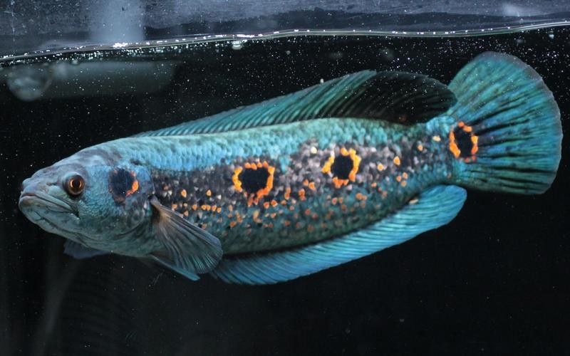 雷龍魚七彩海象圖片