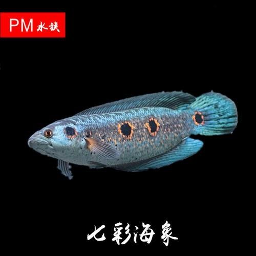 雷龍魚七彩海象圖片