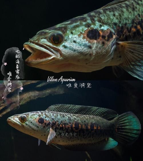 雷龍魚七彩海象圖片