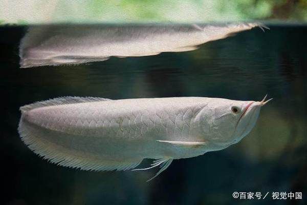 哪種銀龍魚好看一點：七彩銀龍魚飼養技巧，銀龍魚選購注意事項， 哪種銀龍魚好看一點：七彩銀龍魚飼養技巧，銀龍魚選購注意事項， 龍魚百科 第4張