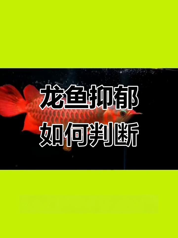 龍魚認主后咬人會有哪些表現？