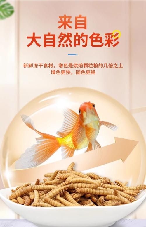銀龍魚專用魚糧圖片大全 銀龍魚專用魚糧圖片大全 龍魚百科 第18張