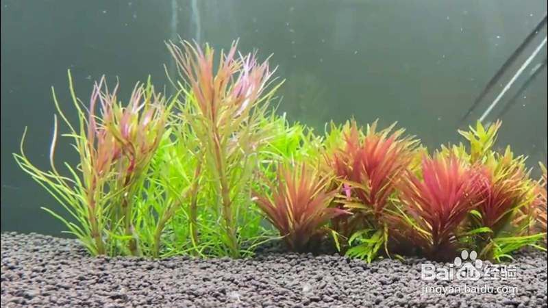 如何設置龍魚缸的水草種植區？ 如何設置龍魚缸的水草種植區？ 龍魚百科 第3張