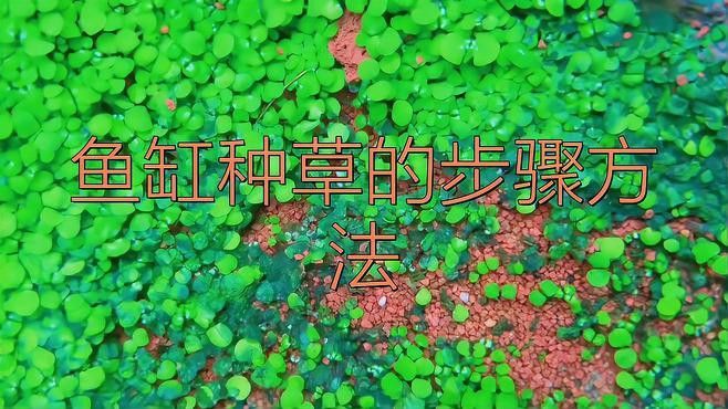 如何設置龍魚缸的水草種植區？ 如何設置龍魚缸的水草種植區？ 龍魚百科 第2張