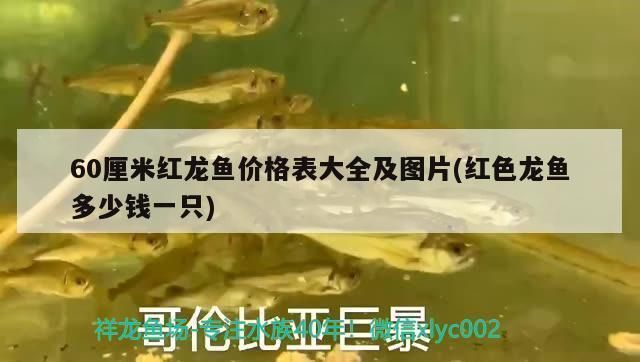 60厘米紅龍魚價格多少錢：60厘米紅龍魚價格走勢分析60厘米紅龍魚的價格是多少 60厘米紅龍魚價格多少錢：60厘米紅龍魚價格走勢分析60厘米紅龍魚的價格是多少 龍魚百科 第5張