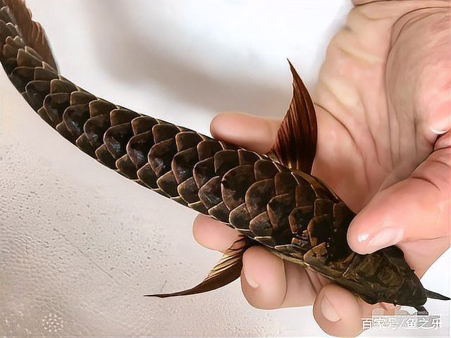 過背金頭龍魚的最佳飼養環境是什么？