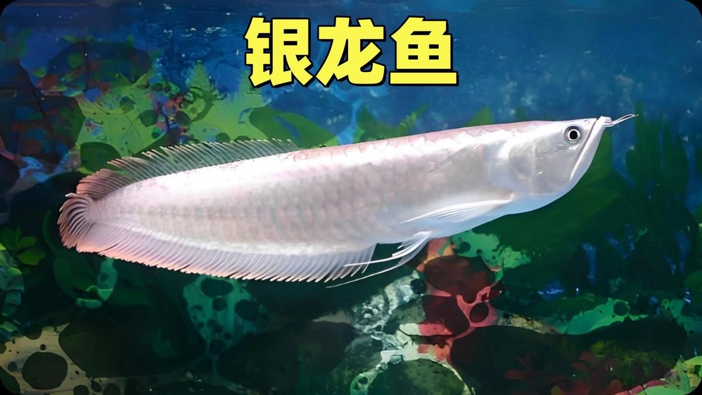 銀龍魚屬于龍魚嗎圖片