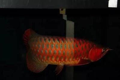 紅龍魚代表什么動(dòng)物生肖紅龍魚代表什么動(dòng)物生肖：“紅龍魚”中的“龍”字揭示了這一象征意義使人們喜愛