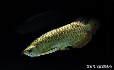 為什么喜歡龍魚的人越來越多的原因：為什么喜歡龍魚的人越來越多？