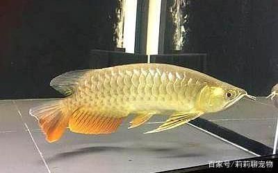 為什么喜歡龍魚的人越來越多的原因：為什么喜歡龍魚的人越來越多？
