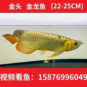 金龍魚一般活多少年（金龍魚一般活多少年？）