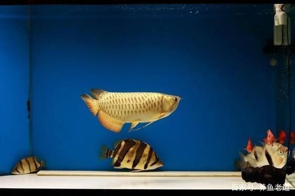 龍魚(yú)可以吃錦鯉飼料嗎：如何自制龍魚(yú)營(yíng)養(yǎng)餐，龍魚(yú)飼料與水質(zhì)管理