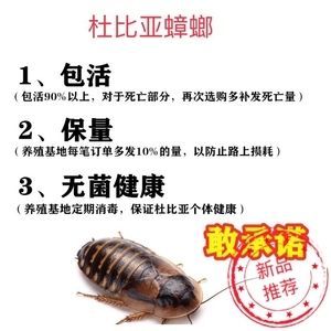 龍魚飼料魚如何消毒殺菌：龍魚飼料魚冷凍消毒的注意事項，高錳酸鉀浸泡對魚的影響