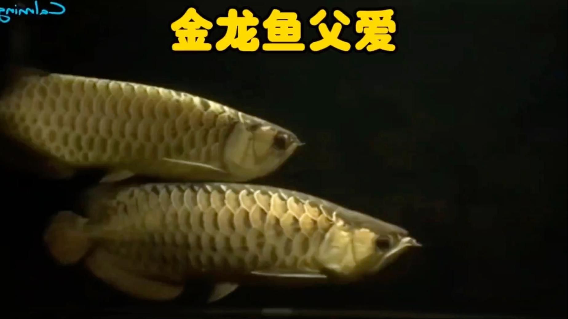 金龍魚的視頻 金龍魚的視頻 龍魚百科 第2張