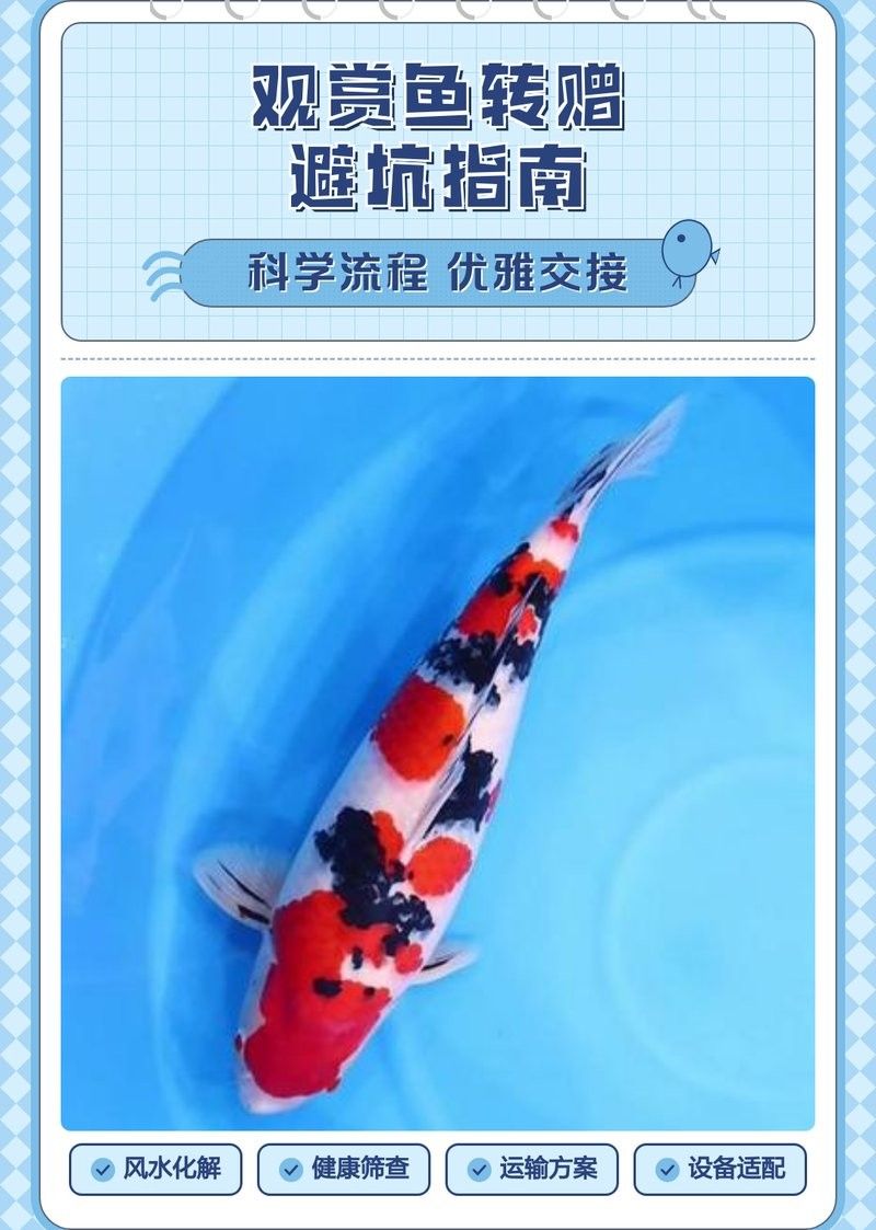 雪龍魚轉讓 雪龍魚轉讓 龍魚百科 第8張