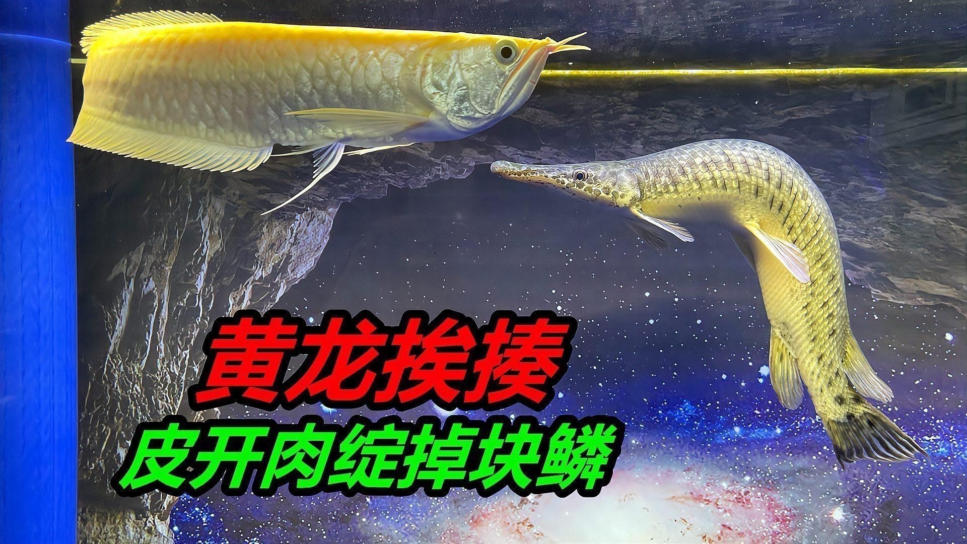混養(yǎng)時(shí)銀龍魚(yú)受傷怎么辦