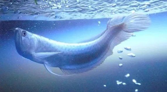 混養(yǎng)時(shí)銀龍魚(yú)受傷怎么辦