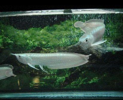 混養(yǎng)時(shí)銀龍魚(yú)受傷怎么辦