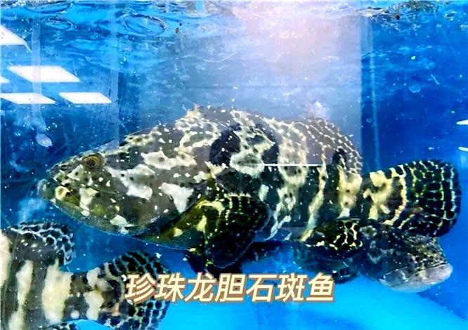 龍躉是石斑魚嗎